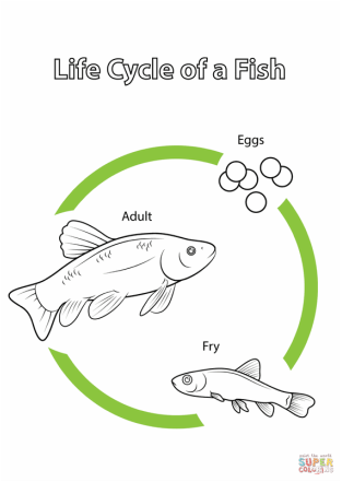 life cycle of a betta fish